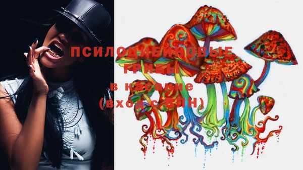 прущие грибы Алзамай