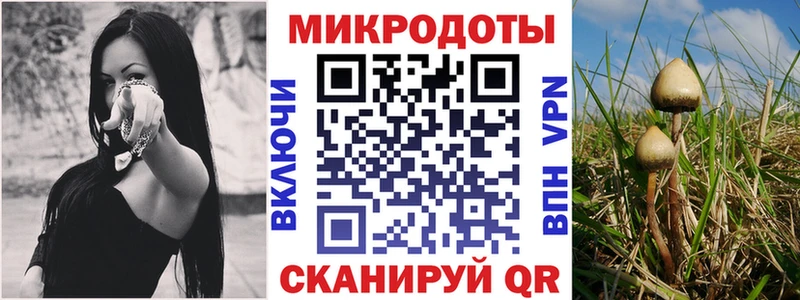 продажа наркотиков  Кудрово  Псилоцибиновые грибы GOLDEN TEACHER 